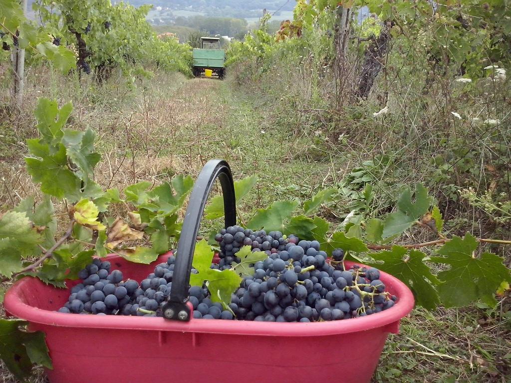 Agriturismo La Querce Rignano sullʼArno Værelse billede