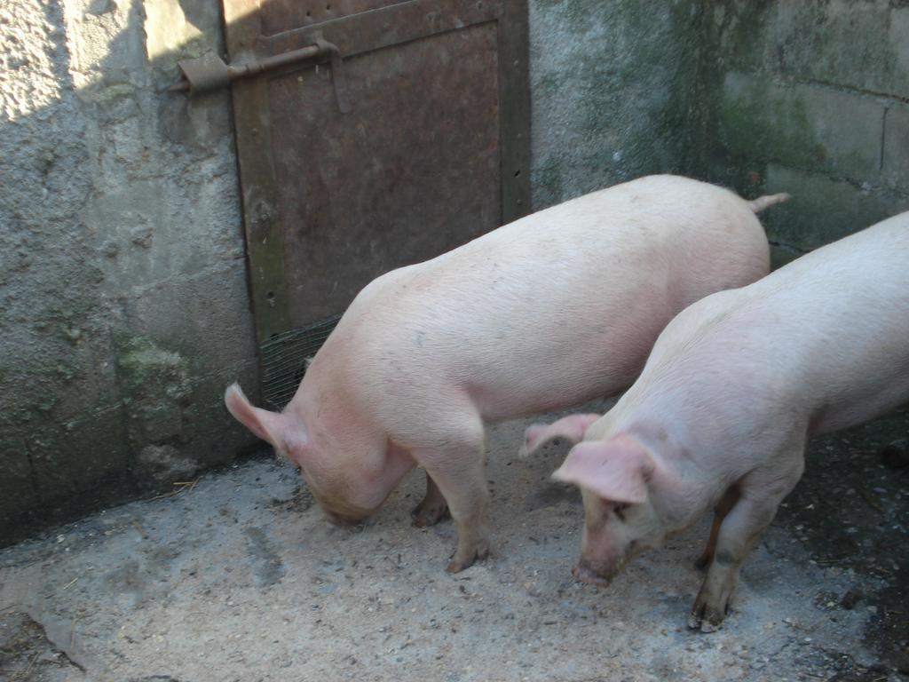 Agriturismo La Querce Rignano sullʼArno Værelse billede