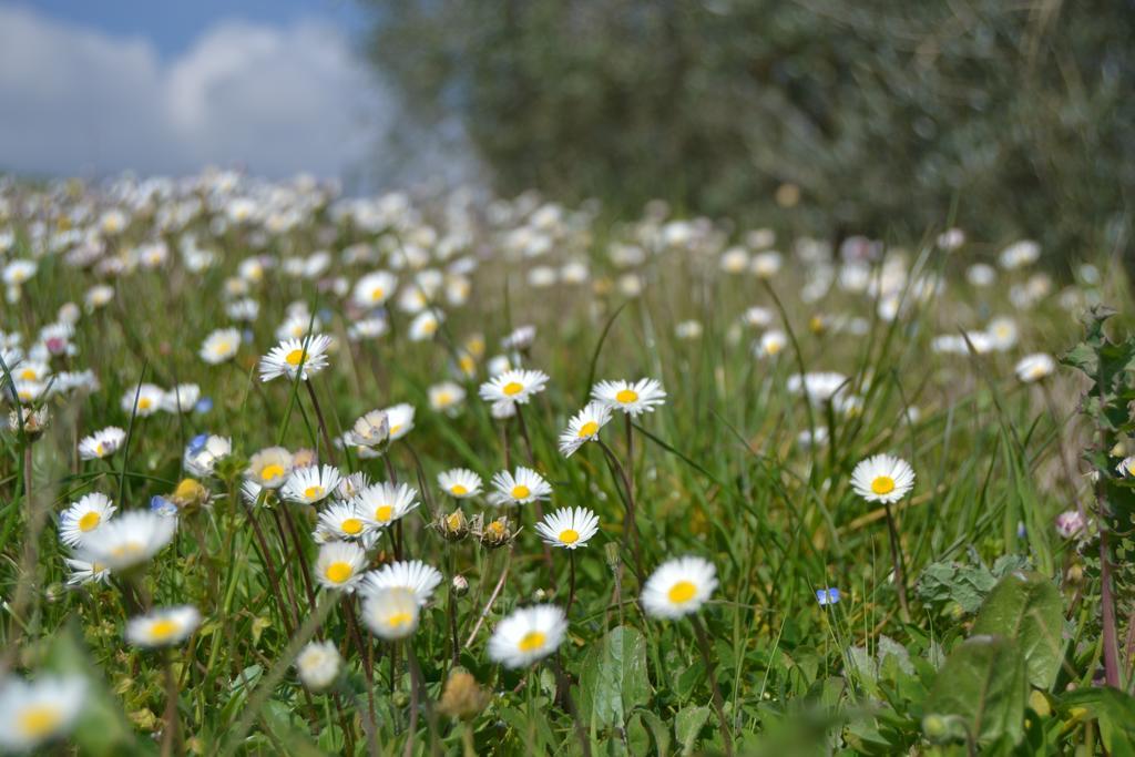 Agriturismo La Querce Rignano sullʼArno Eksteriør billede