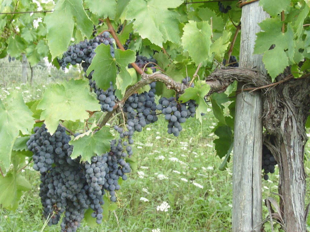 Agriturismo La Querce Rignano sullʼArno Eksteriør billede