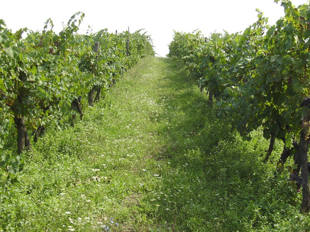 Agriturismo La Querce Rignano sullʼArno Eksteriør billede